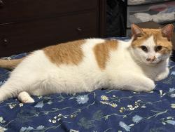 Lost Male Cat last seen First street, second street, Houston, PA 15342