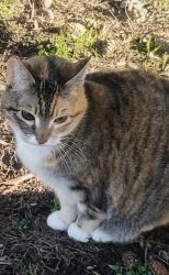 Reunited Female Cat last seen Behind Albertsons on Sunset,Blvd, Renton, WA 98059