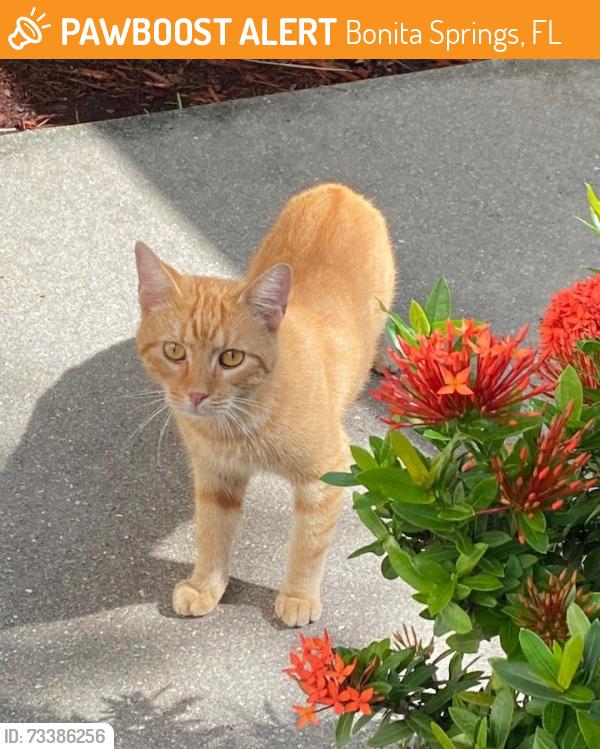 Found/Stray Male Cat last seen Morton Grove, Bonita Springs, FL 34135