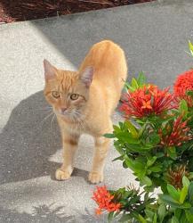 Found/Stray Male Cat last seen Morton Grove, Bonita Springs, FL 34135