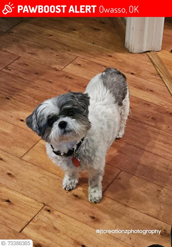 Lost Female Dog last seen E 69th St North, and E frontage Rd by 76th st QT, Owasso, OK 74055