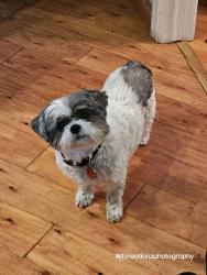 Lost Female Dog last seen E 69th St North, and E frontage Rd by 76th st QT, Owasso, OK 74055