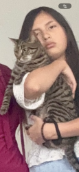 Lost Female Cat last seen Near Bayview Avenue Hillside NJ 07205, Hillside, NJ 07205