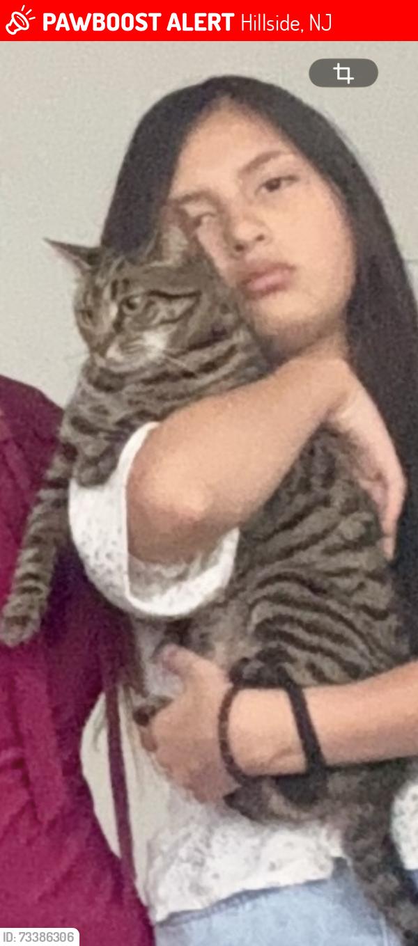 Lost Female Cat last seen Near Bayview Avenue Hillside NJ 07205, Hillside, NJ 07205