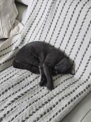 Lost Female Cat last seen Library, Cape Coral, FL 33993