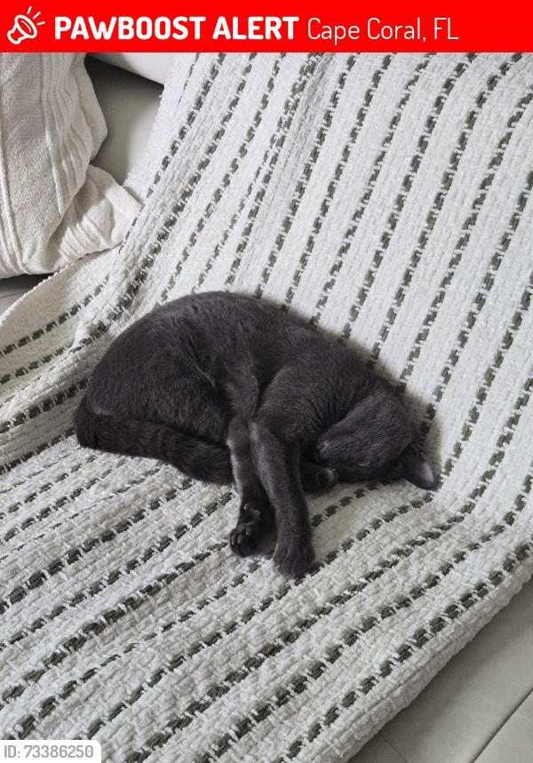 Lost Female Cat last seen Library, Cape Coral, FL 33993