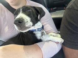 Found/Stray Male Dog last seen Educate community living, San Antonio, TX 78219