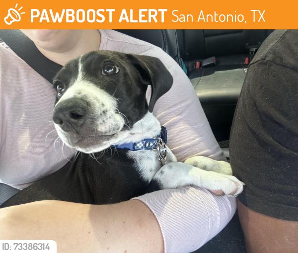 Found/Stray Male Dog last seen Educate community living, San Antonio, TX 78219