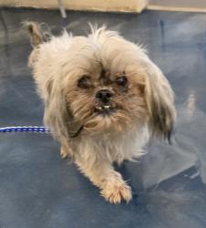 Shelter Stray Male Dog last seen Near Kettering Avenue, PONTIAC, MI, 48340, 1200 N Telegraph Building 42E, Pontiac, MI 48340, USA