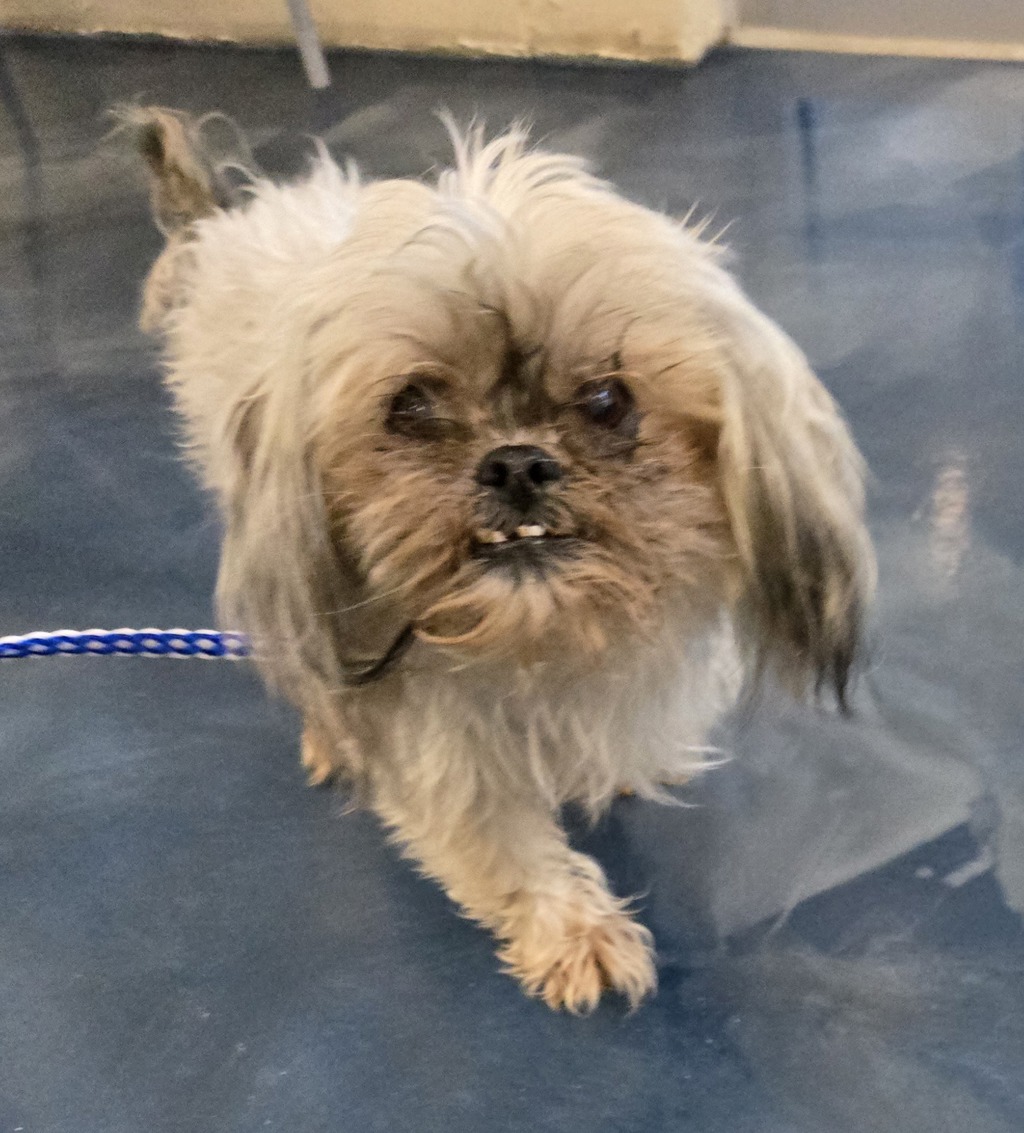 Shelter Stray Male Dog last seen Near Kettering Avenue, PONTIAC, MI, 48340, 1200 N Telegraph Building 42E, Pontiac, MI 48340, USA
