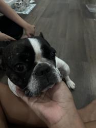 Reunited Female Dog last seen Youngtown, Surprise, AZ 85374