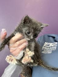 Shelter Stray Male Cat last seen Near W Wasatch Street, Midvale, UT, 84047, 511 W 3900 S, Salt Lake City, UT 84123, USA