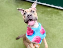 Shelter Stray Female Dog last seen Near E 110th Street, NEW YORK, NY, 10029, 326 E 110th St, New York, NY 10029, USA