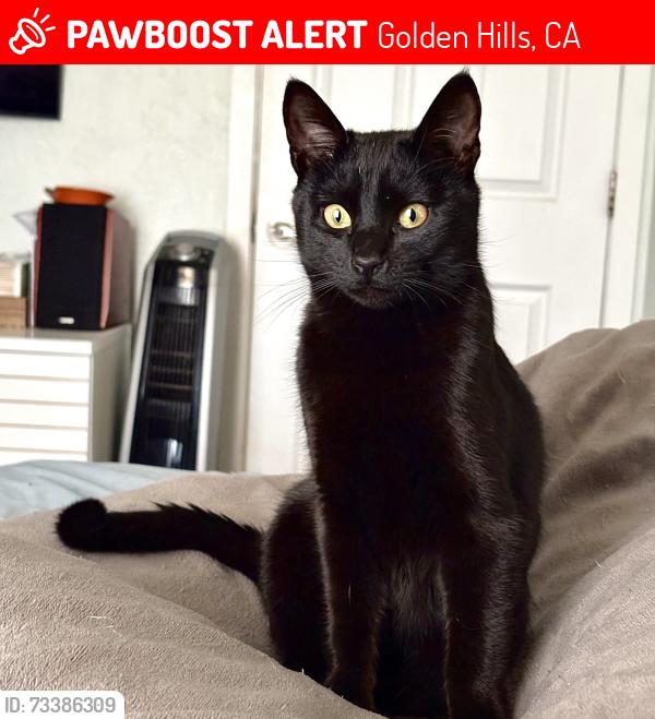 Lost Male Cat last seen Pinon Canyon Road and Quail Canyon Road, Golden Hills, CA 93561