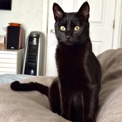 Lost Male Cat last seen Pinon Canyon Road and Quail Canyon Road, Golden Hills, CA 93561