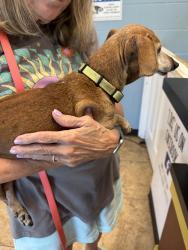 Reunited Female Dog last seen High Lawn Terrace at Meadowbrook, Watauga, TX 76148