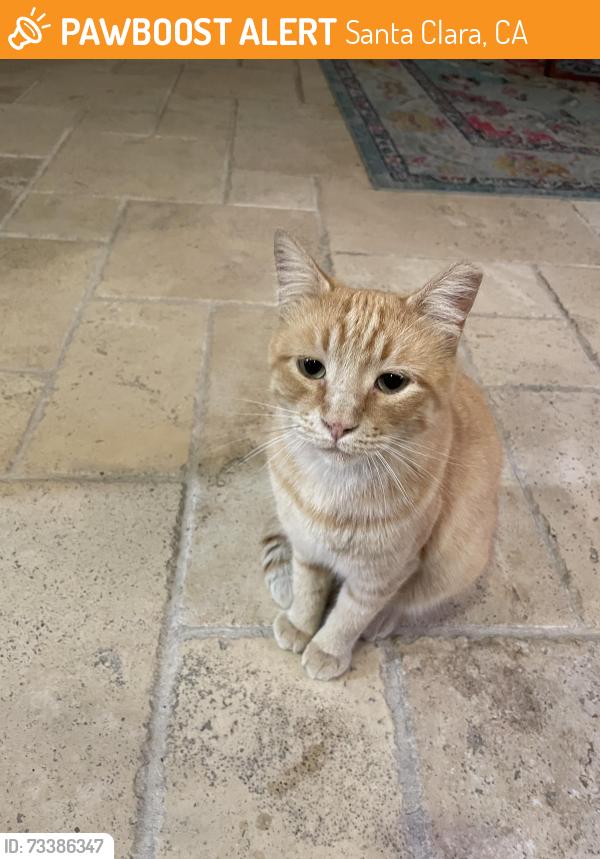Found/Stray Male Cat last seen Wolf Pl, Santa Clara, Santa Clara, CA 95050