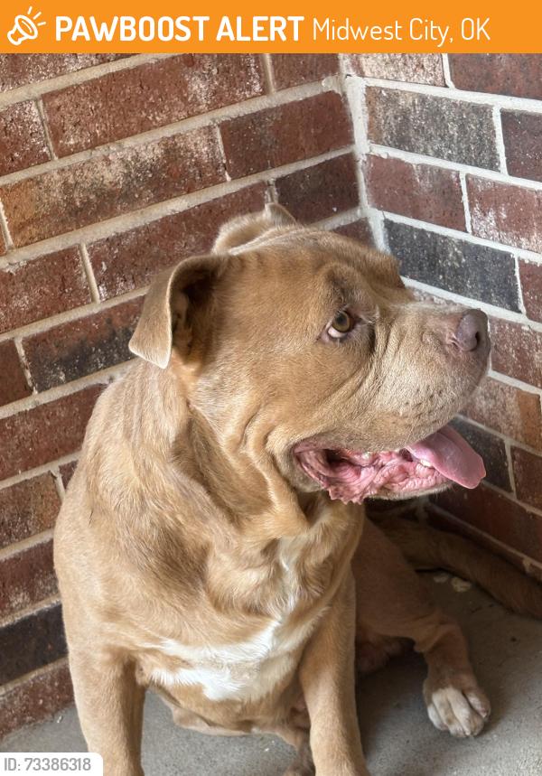 Found/Stray Male Dog last seen Douglas and Reno area, Midwest City, OK 73110