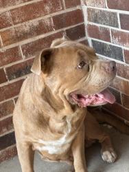 Found/Stray Male Dog last seen Douglas and Reno area, Midwest City, OK 73110