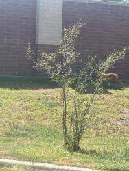 Found/Stray Unknown Dog last seen Lewis and thaxton, North Richland Hills, TX 76180