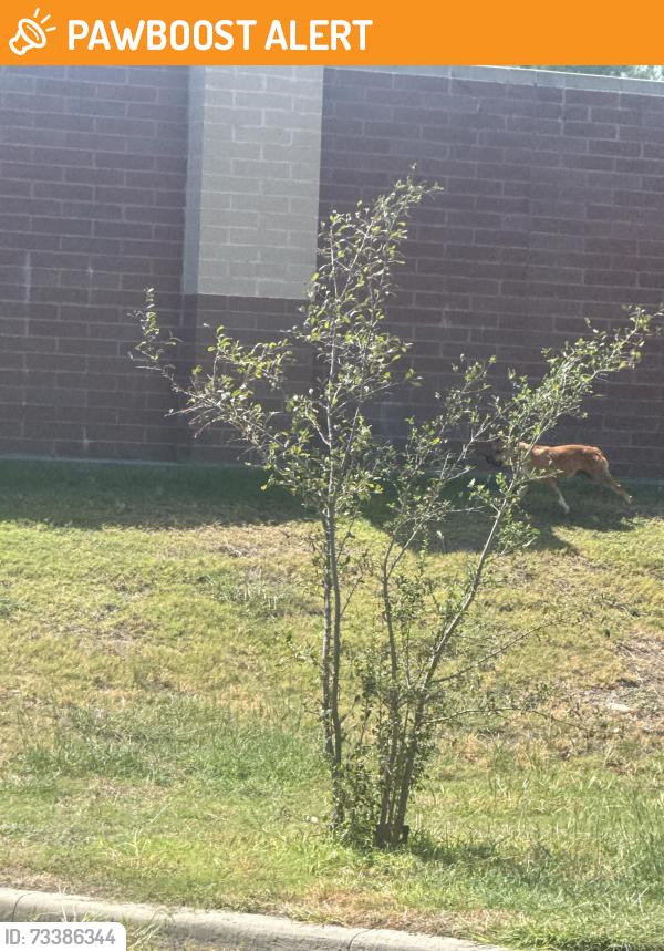 Found/Stray Unknown Dog last seen Lewis and thaxton, North Richland Hills, TX 76180