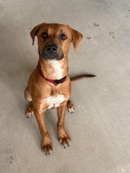 Found/Stray Male Dog last seen 50th & slide Lubbock’s Texas, Lubbock, TX 79414
