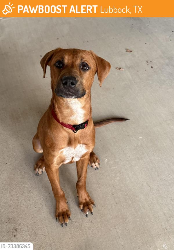 Found/Stray Male Dog last seen 50th & slide Lubbock’s Texas, Lubbock, TX 79414