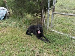 Found/Stray Unknown Dog last seen Jackson Grove Road near Jackson Grove Methodist church, Greenville County, SC 29687