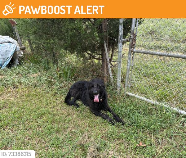 Found/Stray Unknown Dog last seen Jackson Grove Road near Jackson Grove Methodist church, Greenville County, SC 29687