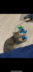 Lost Male Cat last seen E 41st S independence MO, Independence, MO 64055