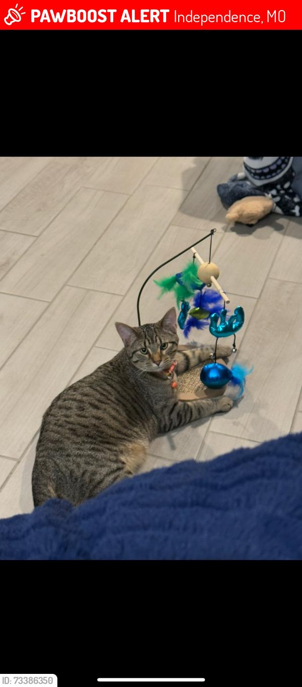 Lost Male Cat last seen E 41st S independence MO, Independence, MO 64055