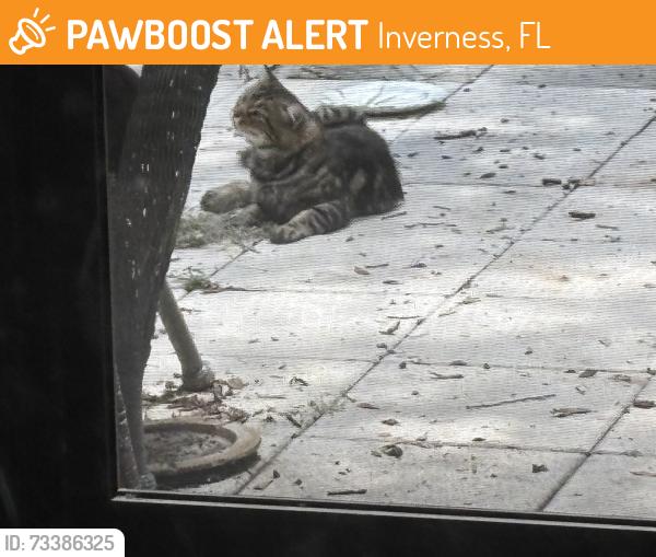 Found/Stray Unknown Cat last seen Moccasin Slough, Carnegie Dr, Inverness, FL 34450