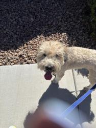 Found/Stray Female Dog last seen Anthem country club, Henderson, NV 89052