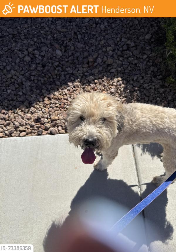Found/Stray Female Dog last seen Anthem country club, Henderson, NV 89052
