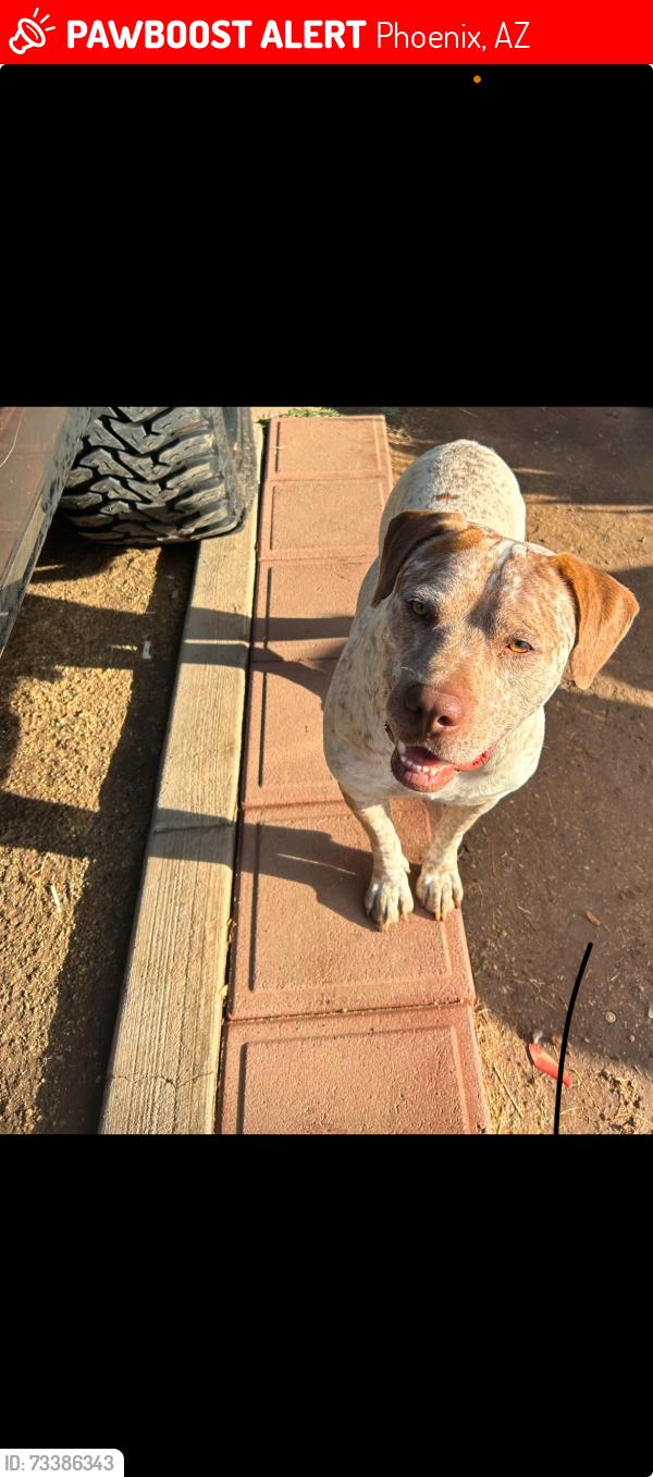 Lost Male Dog last seen 62nd Ave and Campbell, Phoenix, AZ 85033