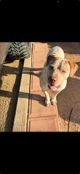 Lost Male Dog last seen 62nd Ave and Campbell, Phoenix, AZ 85033
