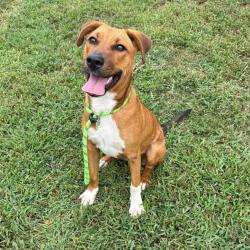 Shelter Stray Female Dog last seen , 328 Furman Hall Rd, Greenville, SC 29609, USA