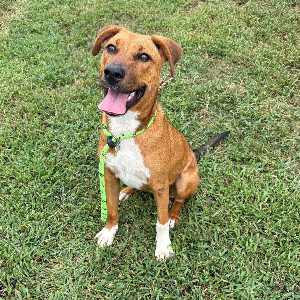 Shelter Stray Female Dog last seen , 328 Furman Hall Rd, Greenville, SC 29609, USA
