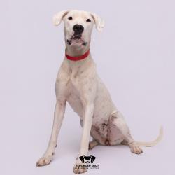 Shelter Stray Female Dog last seen , 3607 N Armenia Ave, Tampa, FL 33607, USA