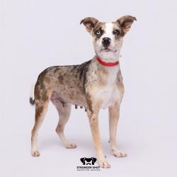 Shelter Stray Female Dog last seen , 3607 N Armenia Ave, Tampa, FL 33607, USA