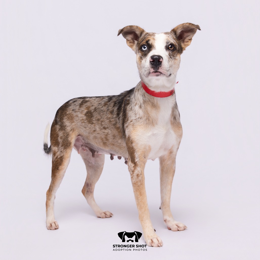 Shelter Stray Female Dog last seen , 3607 N Armenia Ave, Tampa, FL 33607, USA