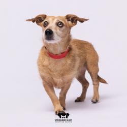 Shelter Stray Female Dog last seen , 3607 N Armenia Ave, Tampa, FL 33607, USA