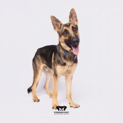 Shelter Stray Male Dog last seen , 3607 N Armenia Ave, Tampa, FL 33607, USA