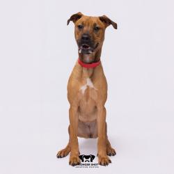Shelter Stray Female Dog last seen , 3607 N Armenia Ave, Tampa, FL 33607, USA