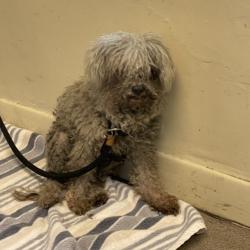 Shelter Stray Unknown Dog last seen , 361 S Raymond Ave, Pasadena, CA 91105, USA