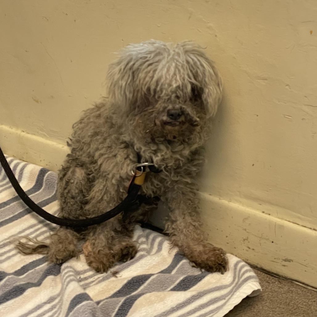 Shelter Stray Unknown Dog last seen , 361 S Raymond Ave, Pasadena, CA 91105, USA