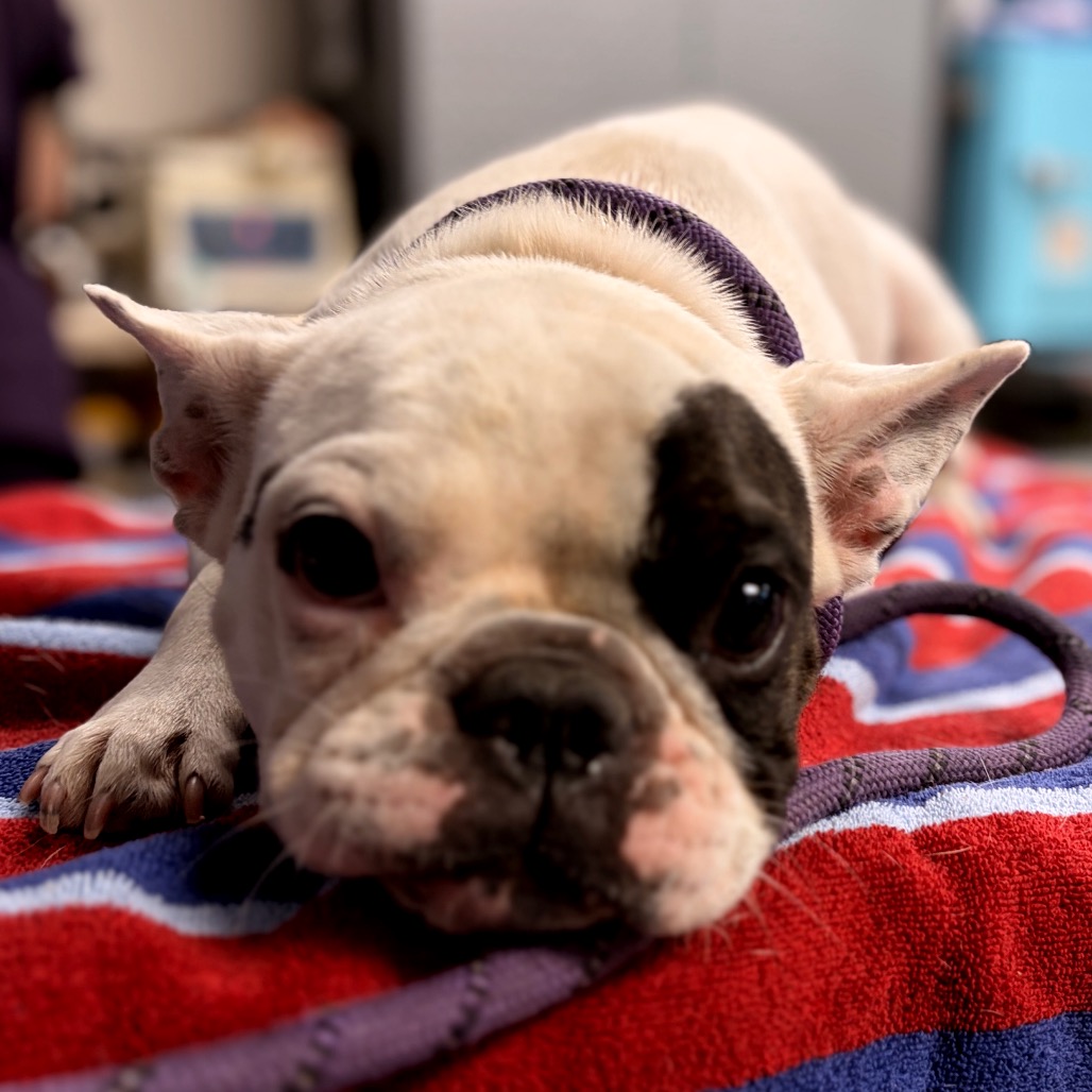 Shelter Stray Female Dog last seen , 2960 Shafto Rd, Tinton Falls, NJ 07753, USA