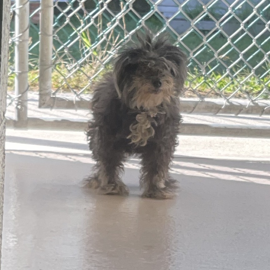 Shelter Stray Female Dog last seen , 2960 Shafto Rd, Tinton Falls, NJ 07753, USA