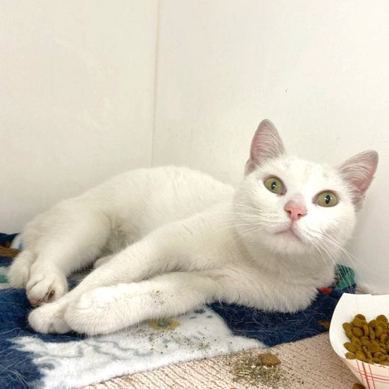 Shelter Stray Female Cat last seen , Animal Care & Control Team of Philly, 111 W Hunting Park Ave, Philadelphia, PA 19140, USA