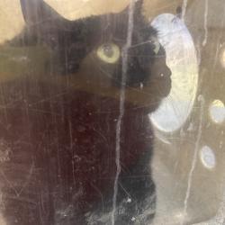 Shelter Stray Male Cat last seen , Animal Care & Control Team of Philly, 111 W Hunting Park Ave, Philadelphia, PA 19140, USA